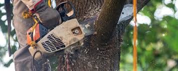 Best Tree Cabling and Bracing  in Audubon, PA