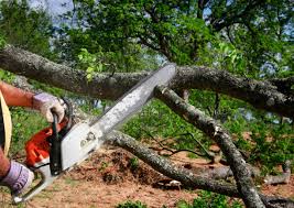 Best Tree Preservation Services  in Audubon, PA