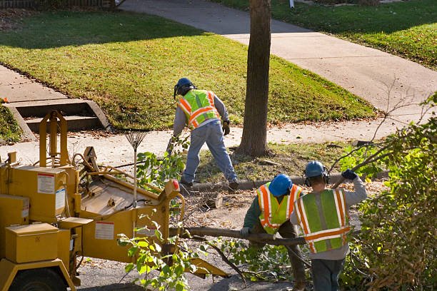 Why Choose Our Tree Removal Services in Audubon, PA?