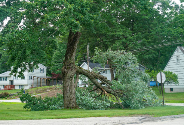 Audubon, PA  Tree Services Company