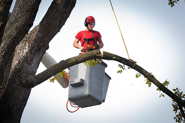 Best Utility Line Clearance  in Audubon, PA